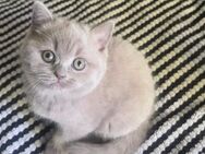 BKH Kitten reinrassig Lilac grau Britisch Kurzhaar Katze Kater Mädchen Weibchen Junge Kätzchen - Arnsberg