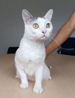 Piscis - sucht seine Familie - Wilhelmsfeld