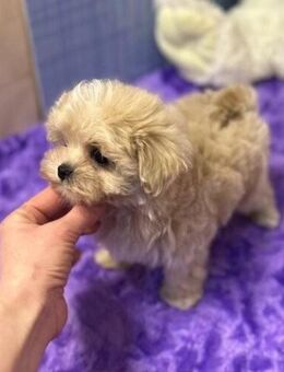 Entzückende Maltipoo Welpen - Hannover