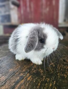 Zwergwidder Hase Kaninchen - Saaldorf-Surheim