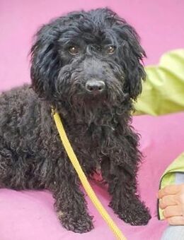 kleine Schmuseback XENA - Mamming