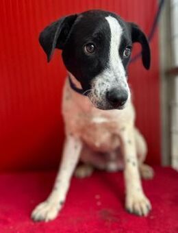 ❤️ zarte Hundeseele SAMMY ❤️ - Mamming