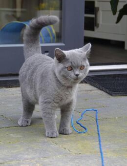 Weibliches Bkh Kätzchen - Altdorf (Nürnberg)