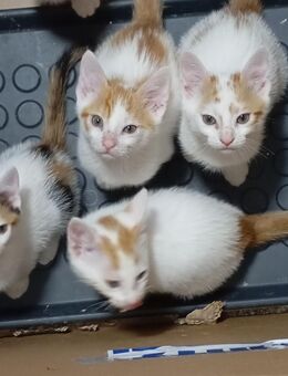 Katze Katzenbaby Babykatze - Flieden