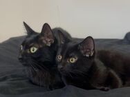 Mama Katze (Blackie) und ihr Sohn - Forchheim (Bayern)