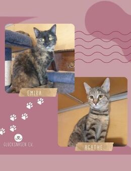 Katzen Agathe und Emira warten auf Post - Lalendorf