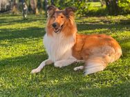 Collie Mädchen sucht dringend Zuhause für immer!! - Palling