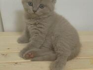 Zuckersüße BKH Kitten * Es sind nur noch 2 Mädchen da* - Pinneberg