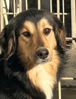 FATIMA - süße nette Hundedame - Regensburg