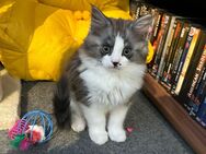 Maine Coon / PerserKitten - Mücke