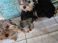 Yorkshire Terrier Welpen - Friesack