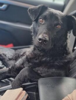 Floyd 💗 liebenswerter, tapferer Kämpfer - Hamburg