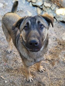 CharmingBoy♥Luis♥ liebenswertes Fellherz - Hamburg