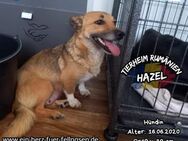 HAZEL - eine liebe, sanfte Mama - Waakirchen