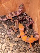 Geckos Leopardgeckos babys in 41352