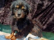 Melissa❣️ Sucht dringend ihre Lieblings - Spenge