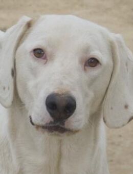 Funky, geb. ca. 11/2021, Griechenland - Markdorf