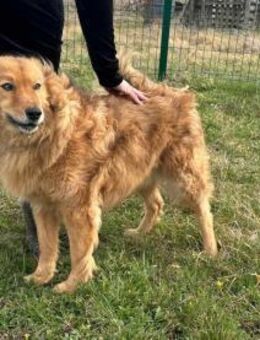 Merlin wartet auf seine Chance - Nordwalde