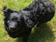 Kleiner Loki sucht ein zuhause - Margetshöchheim