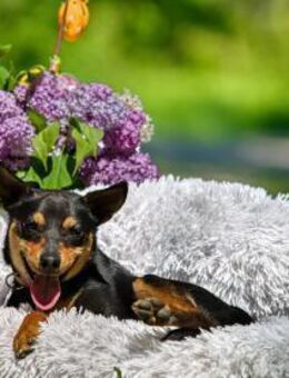 Apollo ❤️ Schutzgebühr 500 Euro - Burgsinn