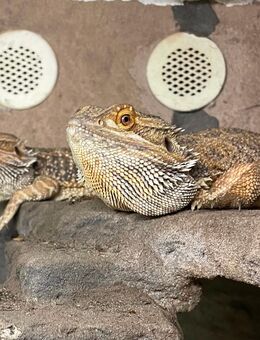 Bartagamen Pärchen (pogona vitticeps) - Hamburg Wandsbek