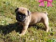 Französische Bulldogge-Mix Welpen suchen ein liebevolles Zuhause in 13129
