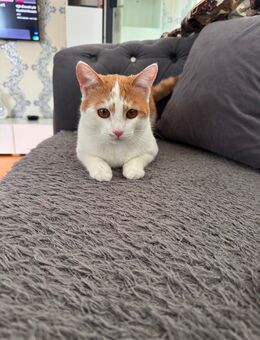 Kater 1 Jahr alt - Stuttgart