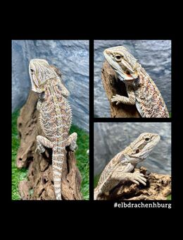 No.3 Citrus Red Blue Bartagamen (pogona vitticeps) NZ 4-25 - Hamburg Wandsbek