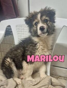 Marilou sucht ihre Familie ♥️ - Neuberg