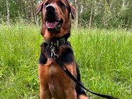 Belgischer Schäferhund/Golden Retriever Rüde - Waren (Müritz)