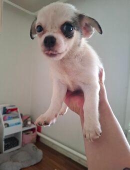 Malteser/Chihuahua Welpe Rüde sucht ab sofort ein liebevolles Zuhause - Vellahn