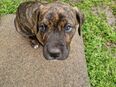 Doggen Welpen in 31008