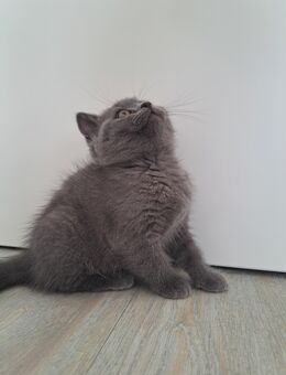 🐾 Süße BKH Kitten abzugeben – bereit für ein liebevolles Zuhause!🐾 - Osnabrück