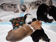Bunte Bordeauxdoggen Mixe suchen zuhause - Solingen (Klingenstadt)