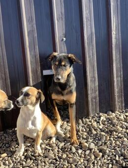 Spike möchte dein Herz erobern - Celle