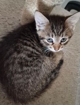 Baby Hauskatze - Bremen