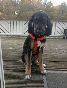 Traumhund sucht zu Hause - Korntal-Münchingen