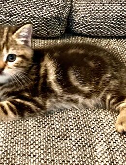 BkH Junge/Kitten reinrassig Golden Black Tabby - Bremen
