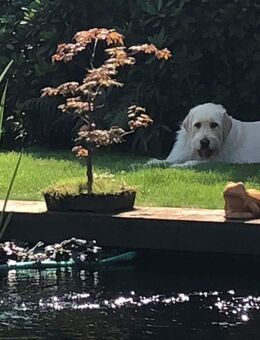 Gartentraum mit Koi / Schwimmteich - Hamminkeln