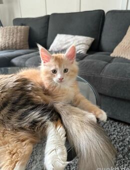 Maine coon Kitten Kitten - Essen