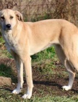 Zarte Angie sucht geduldiges Zuhause - München