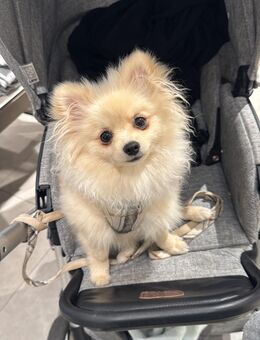 Deckrüde (Pomeranian/Zwergspitz) - Hamburg