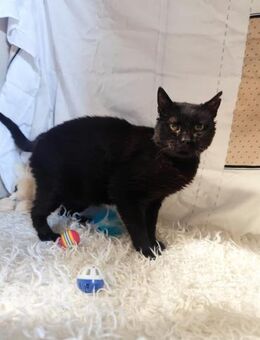 Emmanouela aus dem Tierschutz - Grevenbroich