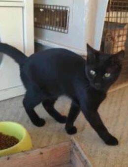 Cara, neugieriges Katzenmädchen, ca. 7 M - Vaterstetten