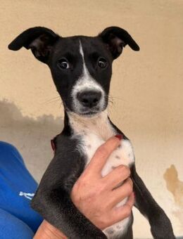 Romeo im städtischen Canile - Bad Vilbel