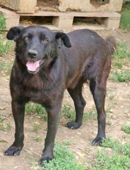 Lenny ist ein absoluter Traumhund - Schwarmstedt