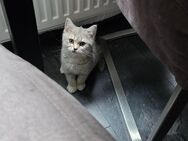 reinrassiges BKH Kitten zu verkaufen - Krefeld