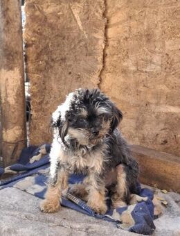 Kastrierte Hündin Sugar - Rambin