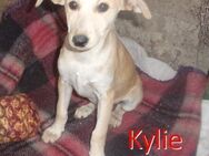 KYLIE ❤ sucht Zuhause oder Pflegestelle - Langenhagen