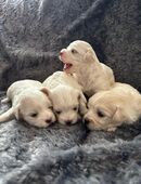 Süße Malteser Welpen. in 33415